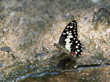 Close Up Little Butterfly Is Drinking Water From A Stream