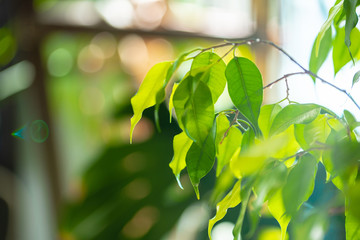 Wall Mural - Close up of house plant branch with leaves in sunlight