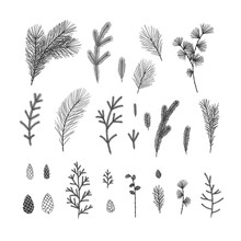 Hand Drawn Winter Floral Illustrations Collection On White Background