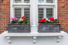 Window With Shutters And Flowers