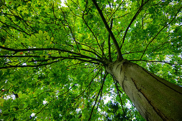 tree crown