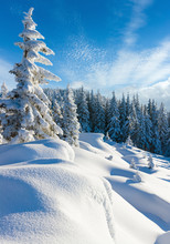 Morning Winter Calm Mountain Landscape With Beautiful Freezed Fir Trees