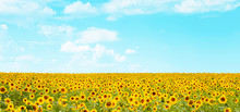 Picture Of Yellow Sunflowers Over Blue Sky