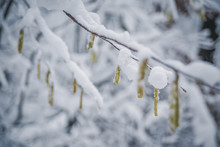 Branch Of Birch With Green Buds Covered With White And Fluffy Snow In Winter