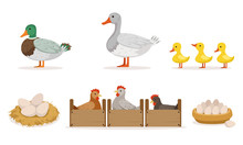 Poultry Farm With Hens, Ducks And Gooses. Eggs And Ducklings Vector Illustration Set Isolated On White Background