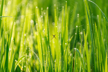 Spider on cobweb