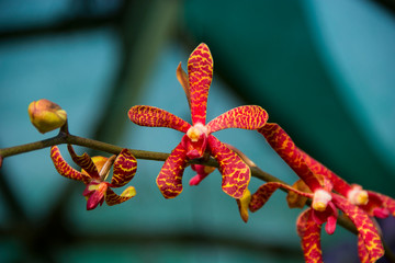 Closeup of  Phalaenopsis Orchid Nobile Orchid, macro photography