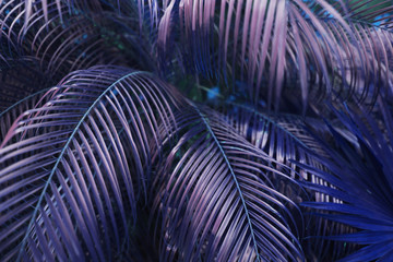 Fototapete - Tropical purple palm Leaves in exotic endless summer country