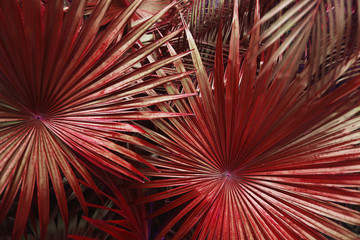 Fototapete - Tropical red palm Leaves in exotic endless summer country