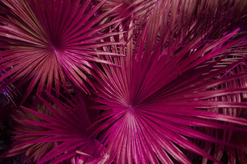 Fototapete - Tropical pink palm Leaves in exotic endless summer country