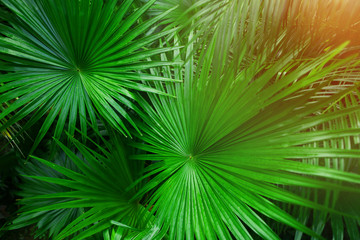 Fototapete - Tropical green palm Leaves in exotic endless summer country with sunlight