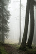 trees in the fog, alpine flora, a mysterious and intimate atmosphere
