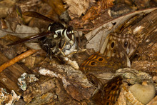 Bald-faced Hornet Attacking And Eating A Hackberry Emperor Butterfly
