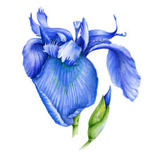 Blue Iris Flower Watercolor Illustration. Wild Bearded Single Iris In A Full Bloom With A Bud Hand Drawn Image. Fresh Garden Botanical Plant. Isolated On White Background.