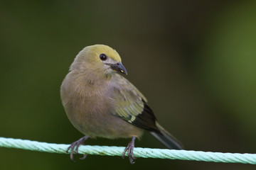 Wall Mural - Palm Tanager, Thraupis palmarum