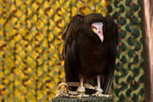 Lesser Yellow-headed Vulture, Cathartes Burrovianus