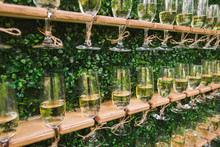Unusual Creative Catering For Holiday Celebrations. Many Glasses With Champagne Isolated On Green Foliage Background. Horizontal Color Photography.