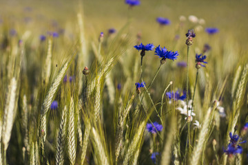 Wall Mural - blue cornflower flowers in a grain field - close up view of ears of corn Triticale and blue cornflower flowers in a organic cornfield, blurred background, summer sunny day