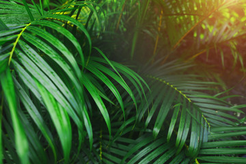 Fototapete - bright green palm Leaves with Tropical sunlight wallpaper in exotic endless summer country