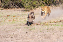 Lioness Chase Images In A Series Of Images, 4/9 Lioness Chasing A Warthog