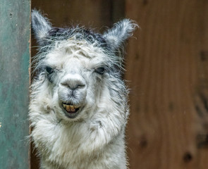 Wall Mural - White and gray Alpaca (Vicugna pacos) standing in doorway with funny expressions