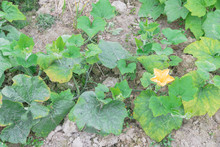 Yellow Squash Flower And Young Fruit At Kitchen Garden Farm In Vietnam