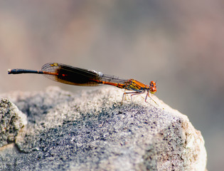 Demselfly on a rock