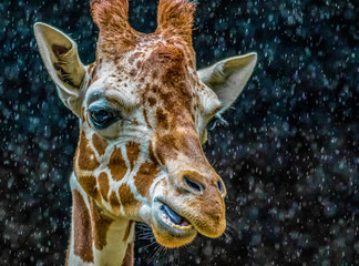 Giraffe head closeup in rain against dark background  Unique background of raindrops