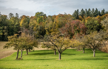 Canvas Print - Baumgrundtück im Herbst