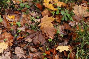 Wall Mural - Autumn maple leaves lie on the ground