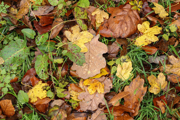 Wall Mural - Autumn leaves lie on the ground in the forest