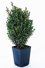 Potted Tree On A White Background
