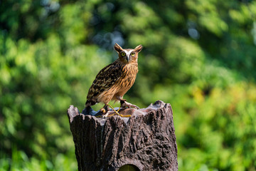 Buffy fish owl 