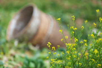 Wall Mural - Blooming yellow flowers in a garden.