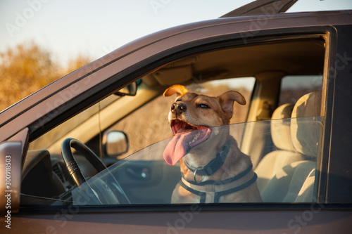 Happy ginger red mix breed dog smiling with his tongue hanging out, looking out of family car window. Sunset time summer wallpaper. Grunge solar bright effect. Copy space background.