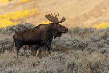 Wall Mural - Bull Shiras Moose in Autumn in Wyoming