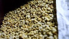 Coffee Series: Closeup Of Raw Coffee Beans Feeding To Sorting Machine