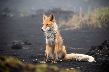 Wall Mural - red fox close up. portrait of a fox in kamchatka