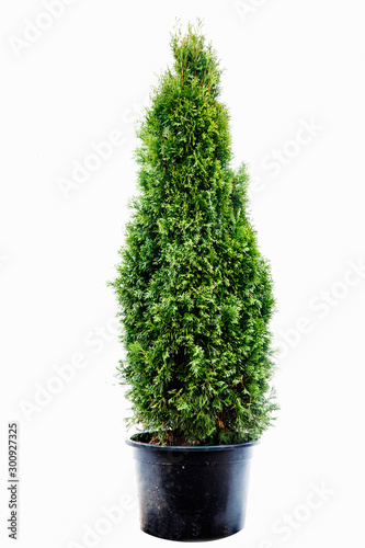 Cuadros en Lienzo Potted tree on a white background