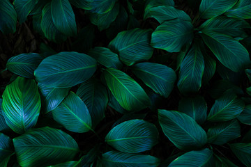 leaves of Spathiphyllum cannifolium, abstract green texture, nature background, tropical leaf