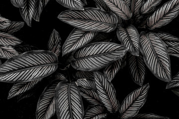 Papier Peint - monochrome leaves nature background, closeup leaves texture, tropical leaves