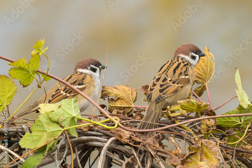 Cuadros en Lienzo Two sparrows Passer montanus looking for food on a hedge of climbing vine