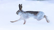 Wild hare in the snow