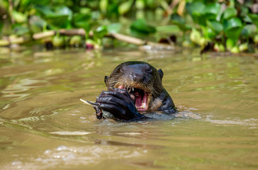 Wall Mural - Giant otters eats fish in water. Close-up. Brazil. Pantanal National Park.