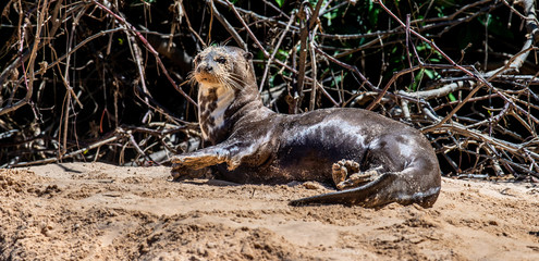 Poster - Otter lies on the sand on the bank of the river. South America. Brazil. Pantanal National Park.