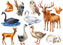 Watercolor Illustration, Set Of Animals On An Isolated White Background, Squirrel, Bunny, Owl, Deer, Swan, Goose, Owl, Sheep, Woodpecker
