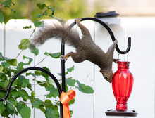 Funny Acrobatic Adult Squirell Hanging Upside Down On The Shephered Hooks Hunting For Food In Humming Bird Feeder In Backyard Garden.