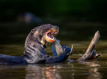 Giant Otter Eats Fish In Water. Close-up. Brazil. Pantanal National Park.