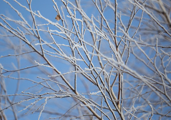 Branches on a tree in hoarfrost