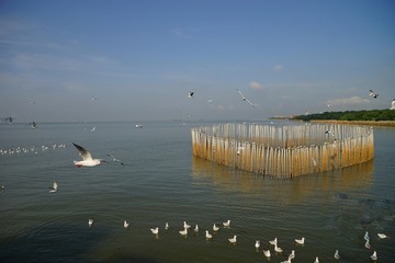 Wall Mural - seagull flying over water